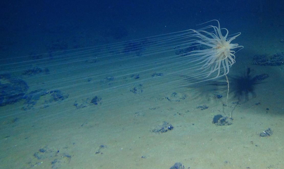 The newly discovered species of Relicanthus sp.  it lives on sponge stalks attached to polymetallic nodules found at the bottom of the ocean.